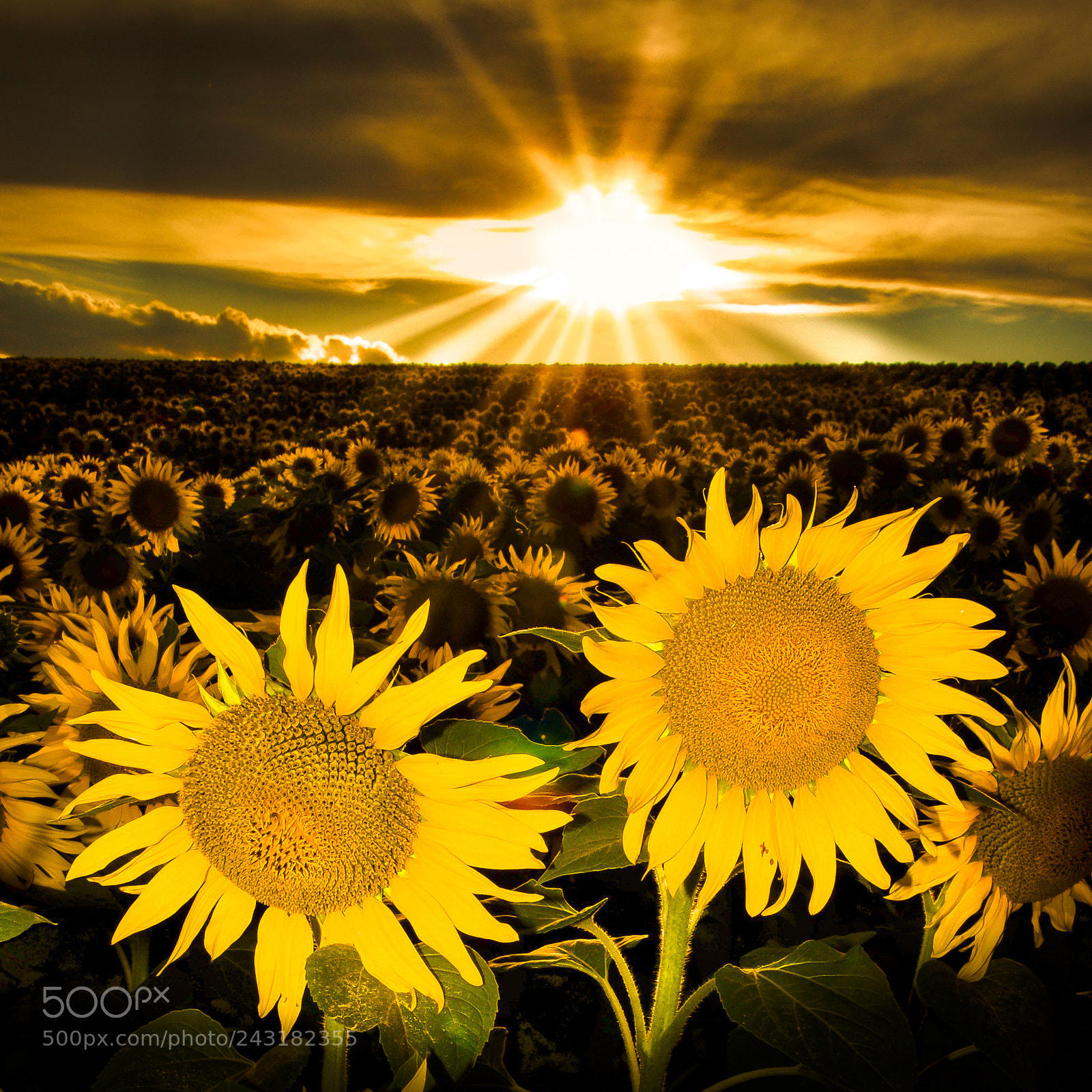 Nikon D90 sample photo. Sun flowers tickled by photography