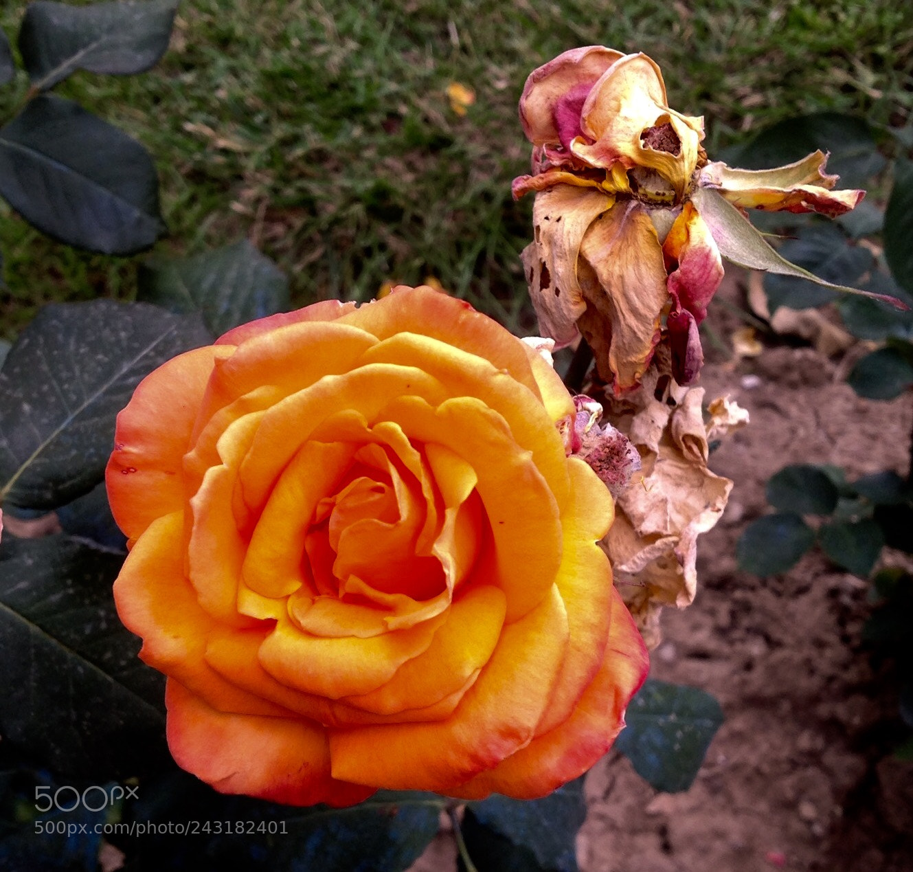 Apple iPad sample photo. Untitled photography