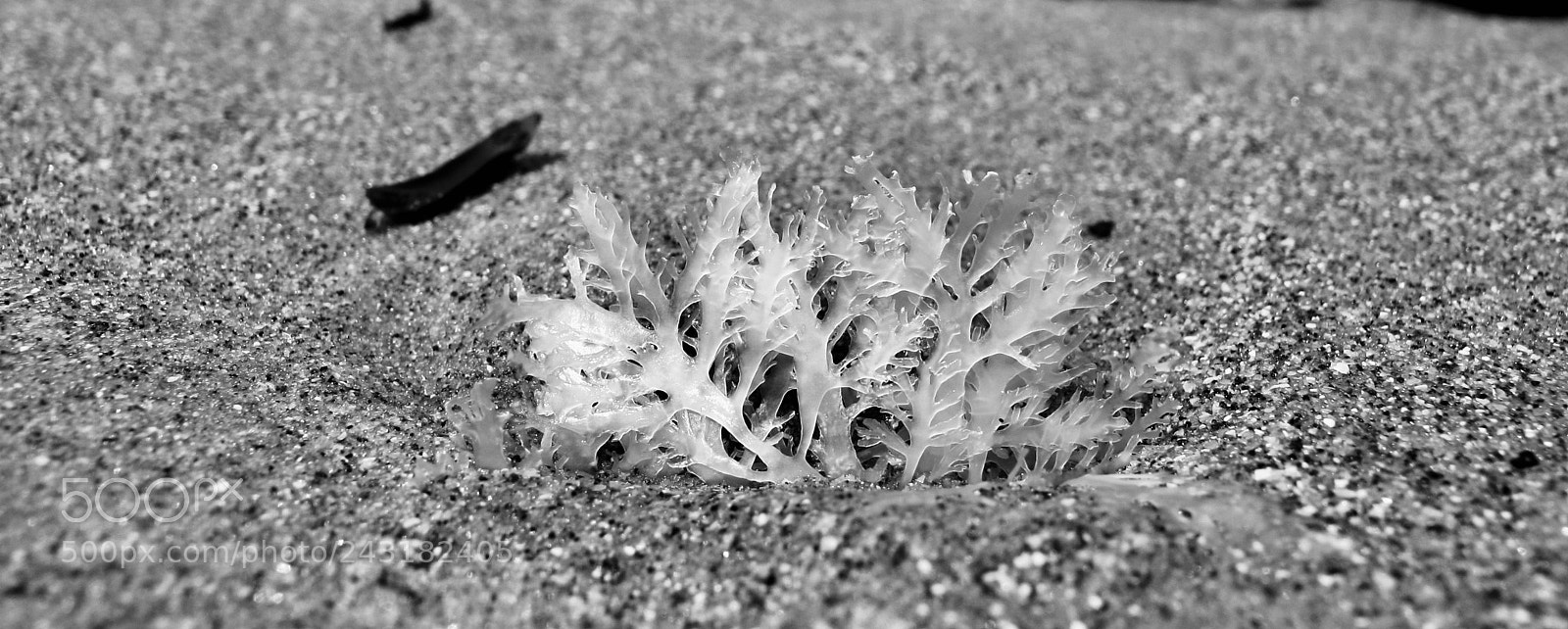 Canon PowerShot G11 sample photo. Nature photography
