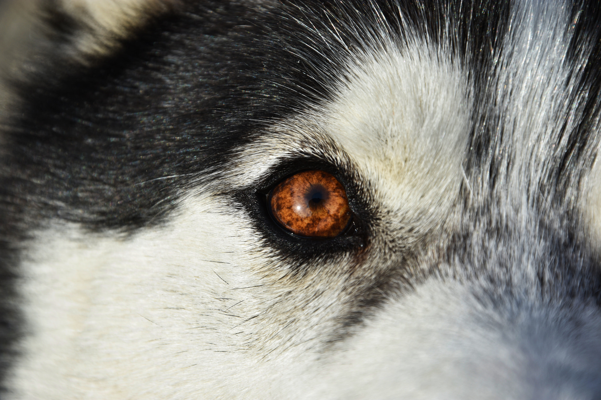 Nikon D3400 sample photo. Siberian husky’s eye photography