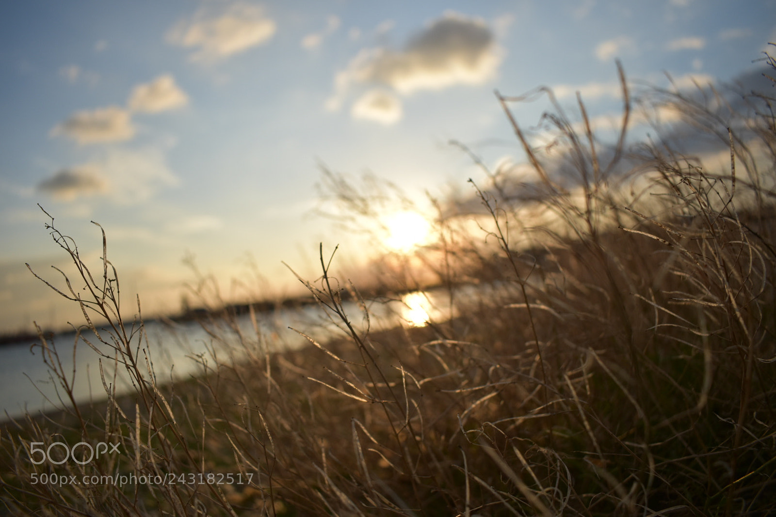 Nikon D5600 sample photo. Lonelyday photography