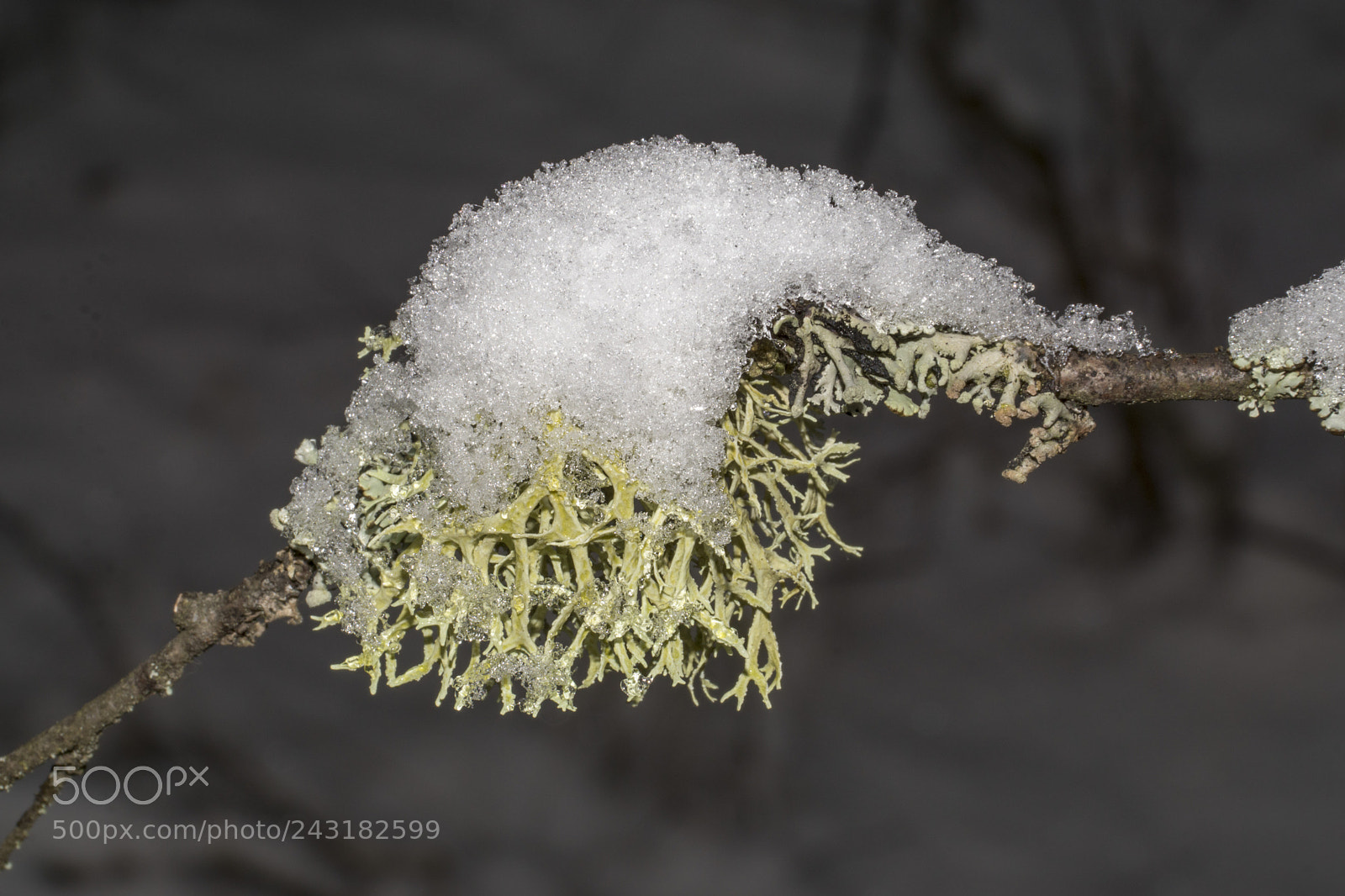 Sony ILCA-77M2 sample photo. Snow on a branch photography
