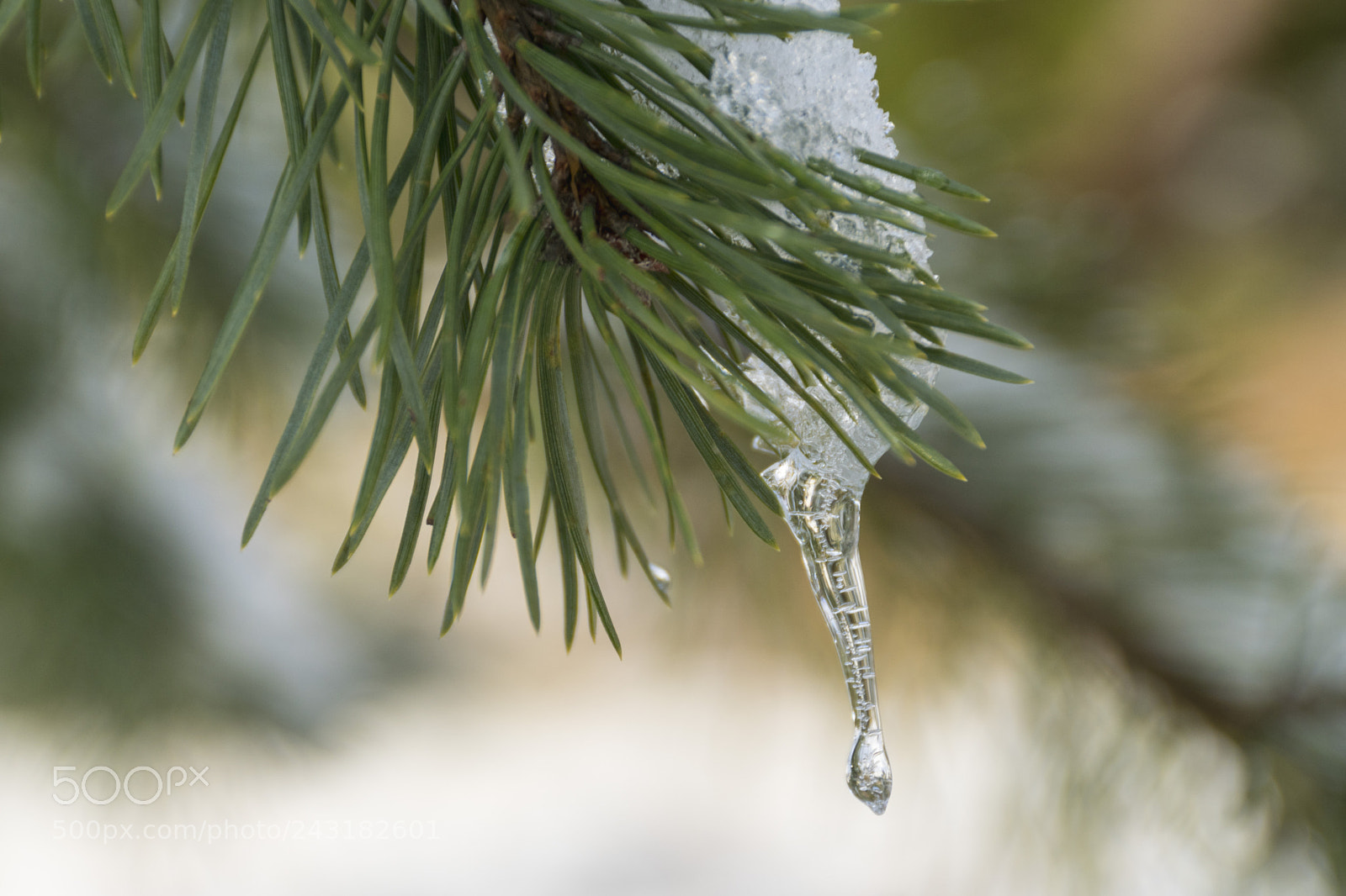 Sony ILCA-77M2 sample photo. Icicle and snow photography