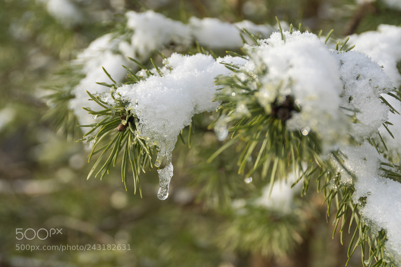 Sony ILCA-77M2 sample photo. Icicle and snow photography