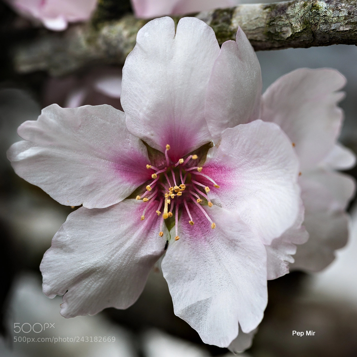 Sony Alpha DSLR-A900 sample photo. Flor de almendro photography