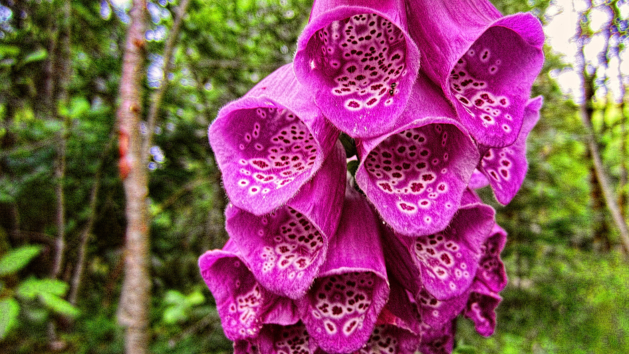 Canon PowerShot ELPH 300 HS (IXUS 220 HS / IXY 410F) sample photo. Purple wild flower photography