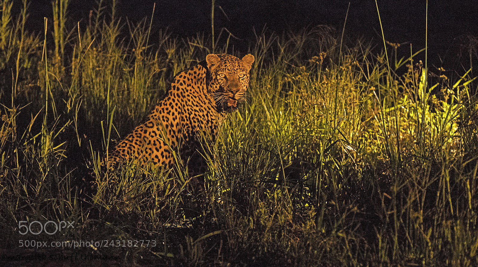Canon EOS-1D X Mark II sample photo. Lepard at night iso photography