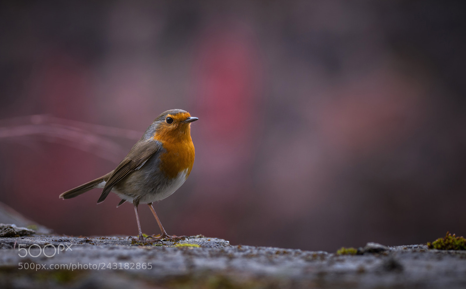 Nikon D7200 sample photo. Robin photography