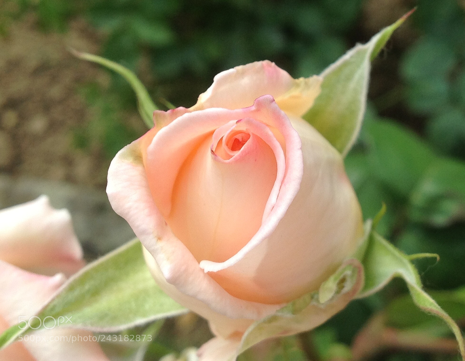 Apple iPad sample photo. Untitled photography