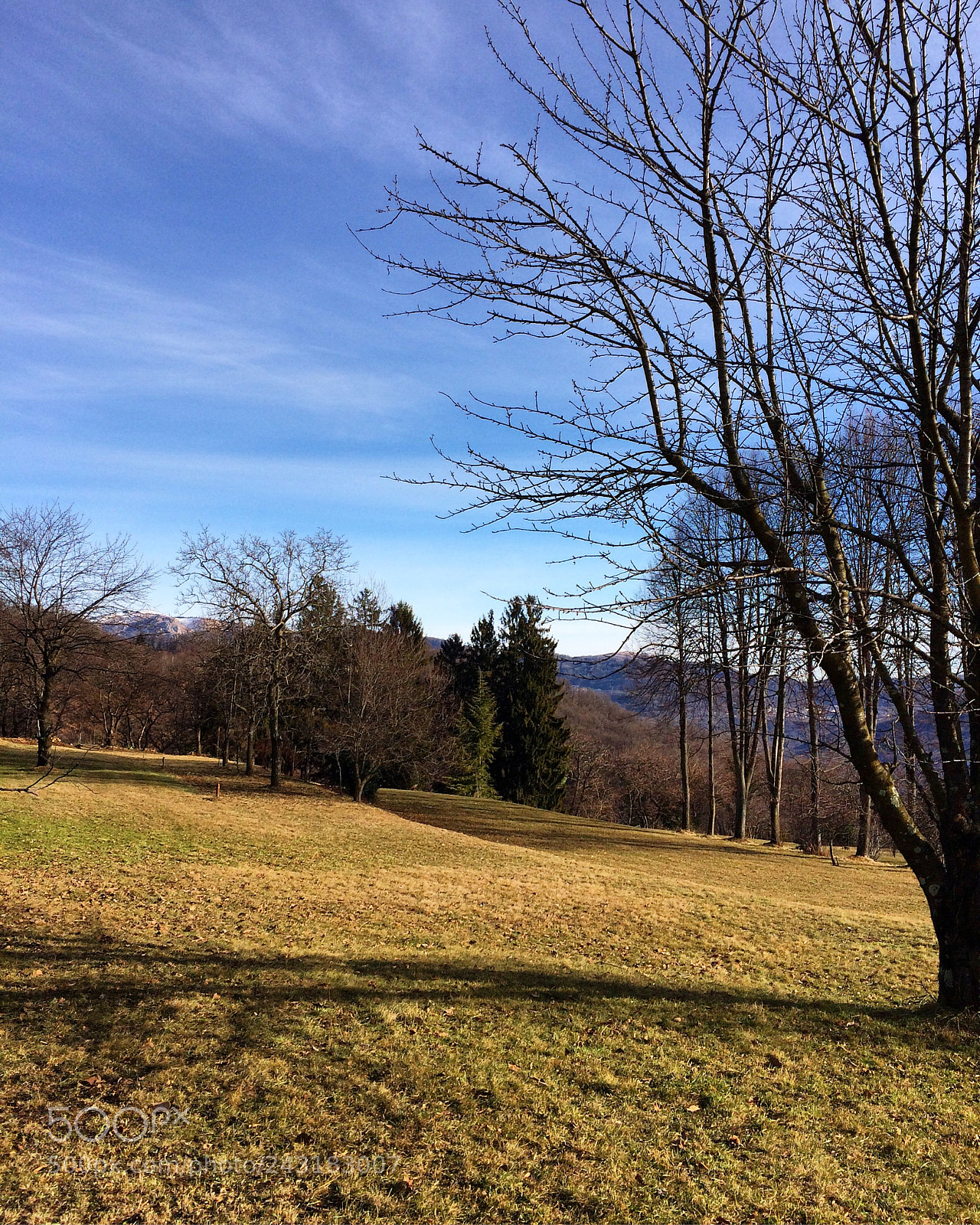 Apple iPhone 5s sample photo. Winter green peace of photography