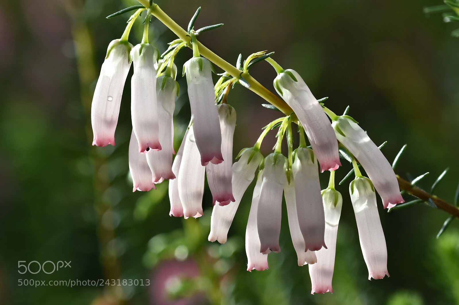 Nikon D7200 sample photo. Erica baueri subsp. baueri photography