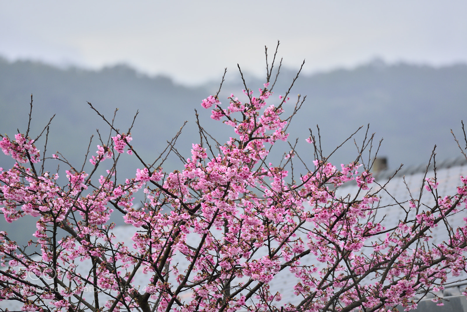 Nikon D610 sample photo. Untitled photography