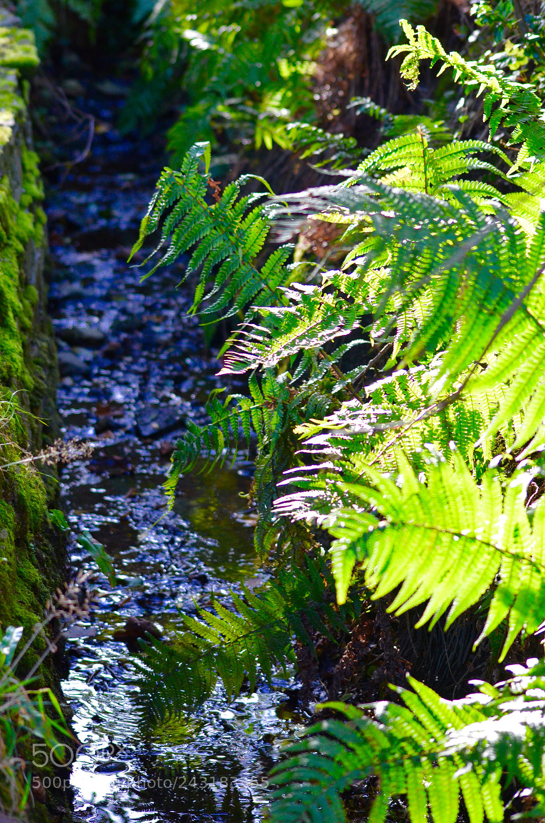 Nikon D5100 sample photo. Green. photography