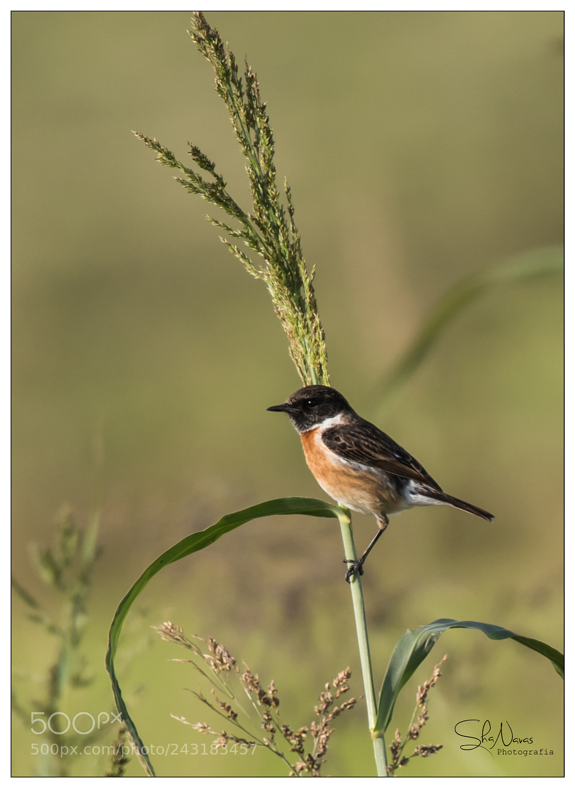 Nikon D810 sample photo. Stonechat photography
