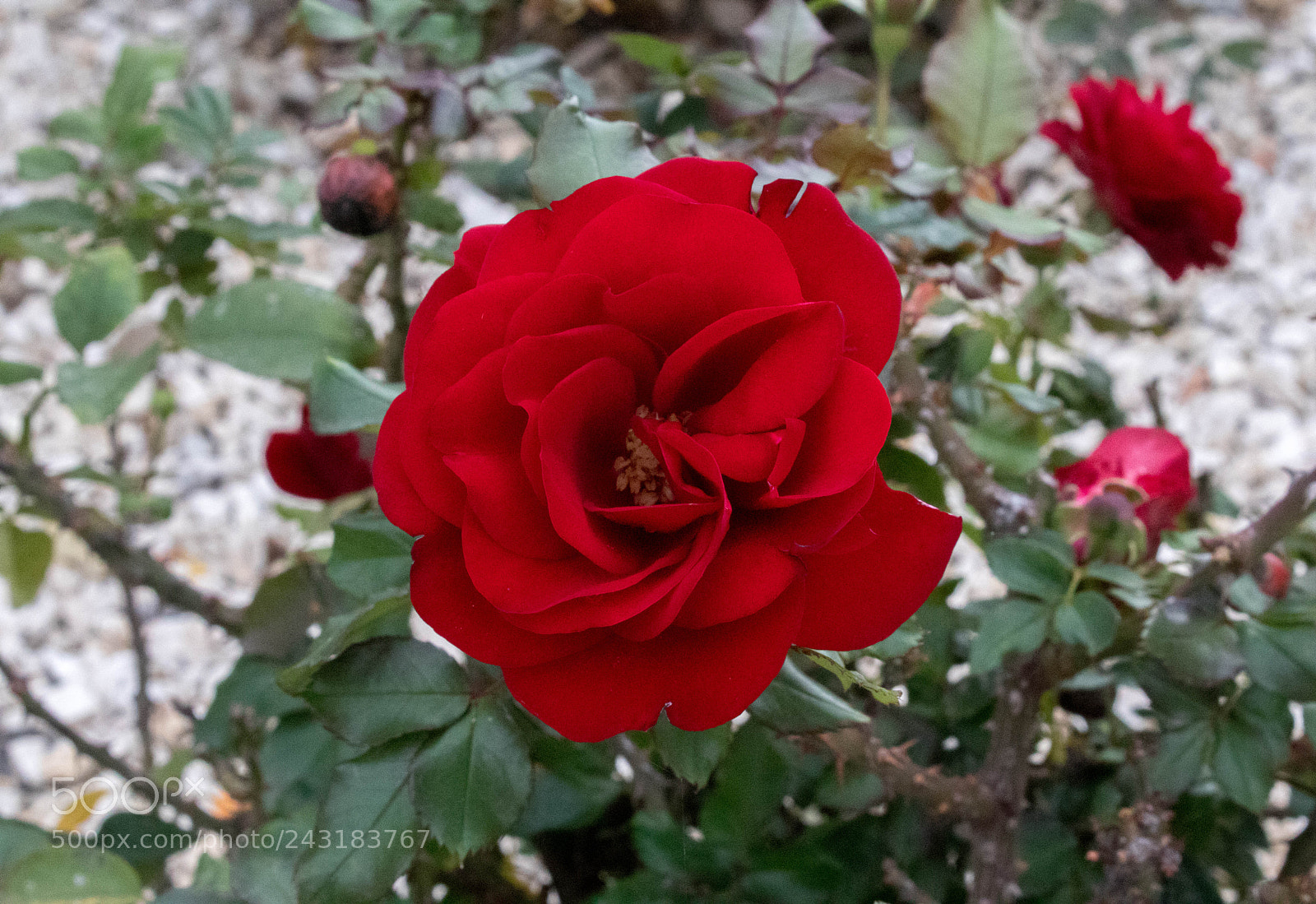 Canon EOS 200D (EOS Rebel SL2 / EOS Kiss X9) sample photo. Roses are red photography