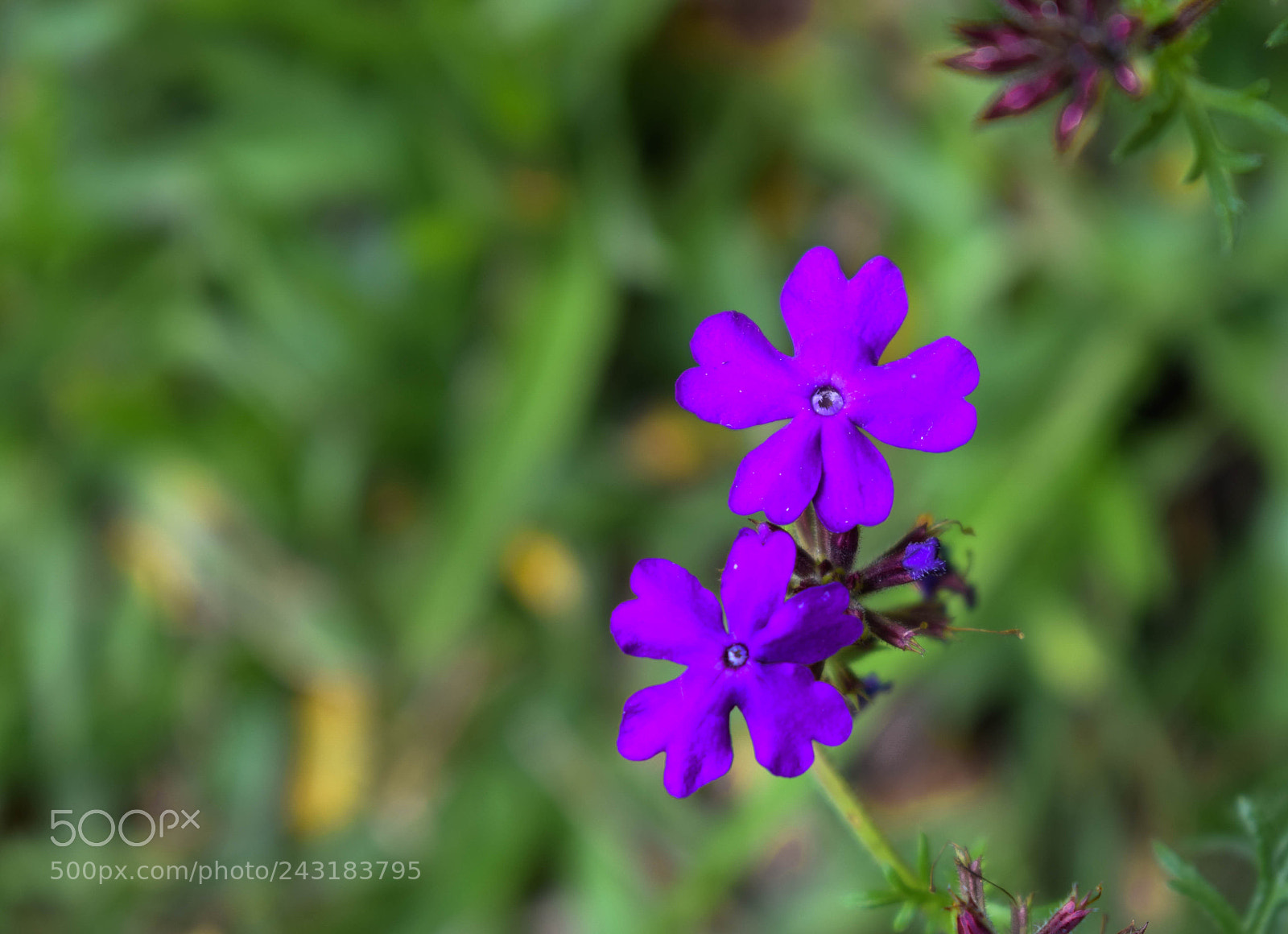 Nikon D3300 sample photo. Purple flower photography