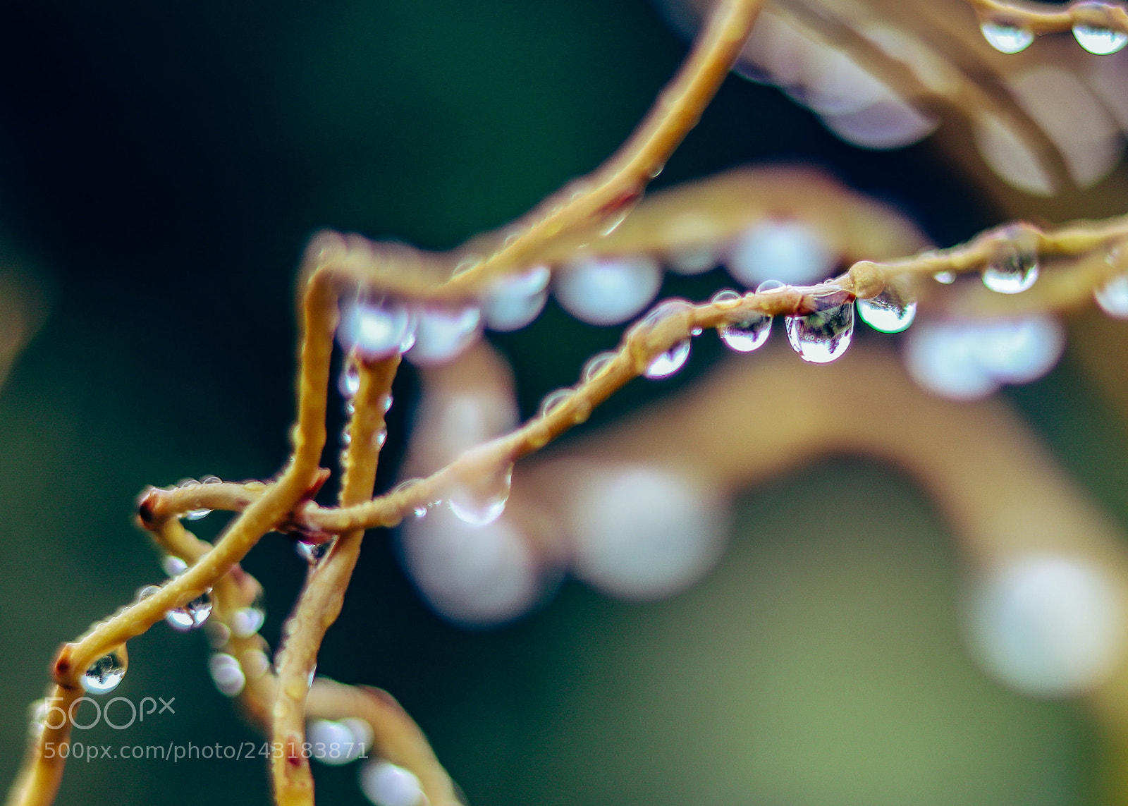 Canon EOS 200D (EOS Rebel SL2 / EOS Kiss X9) sample photo. Rainy willow photography
