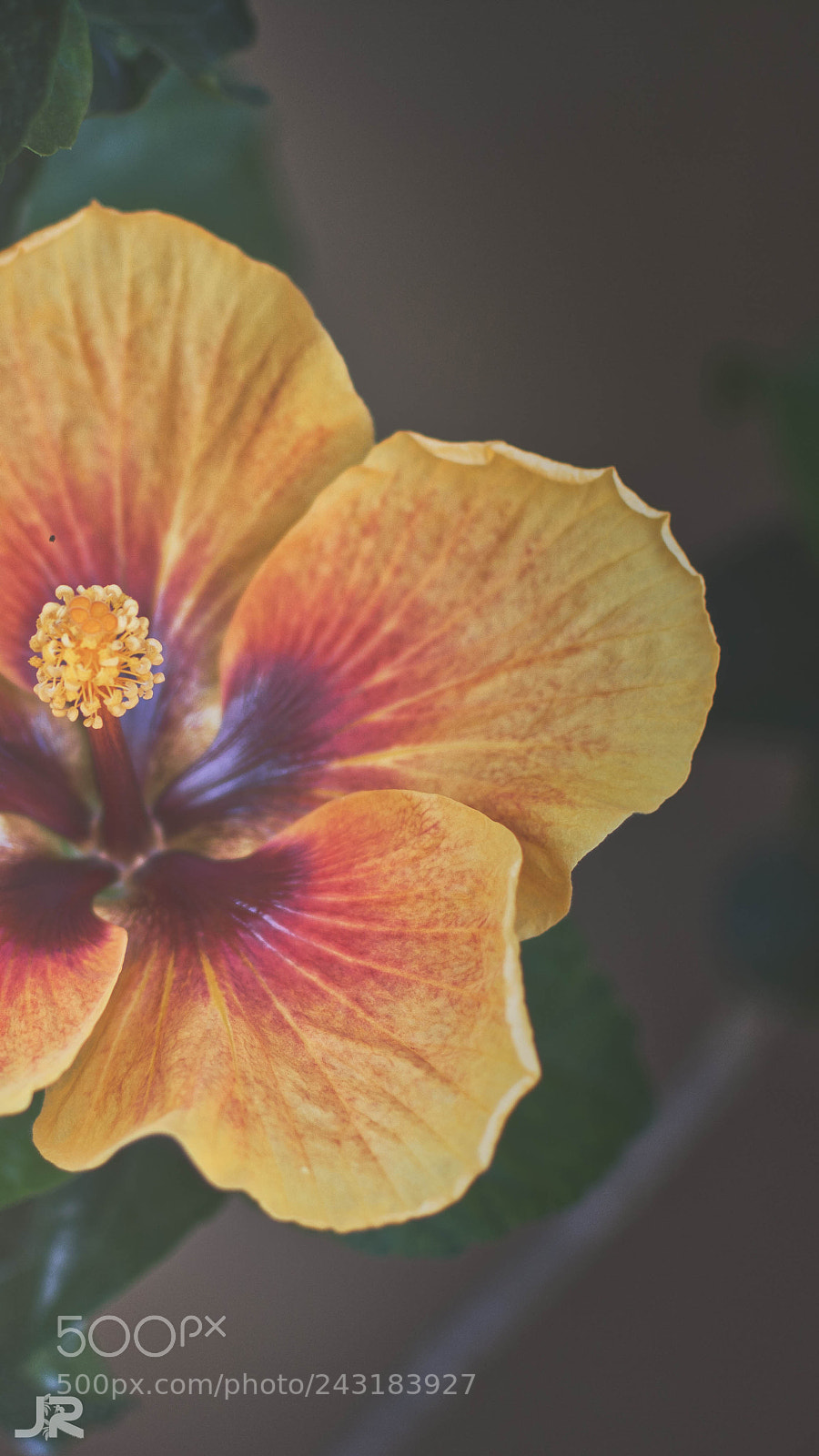 Nikon D7100 sample photo. Blooming to the morning photography