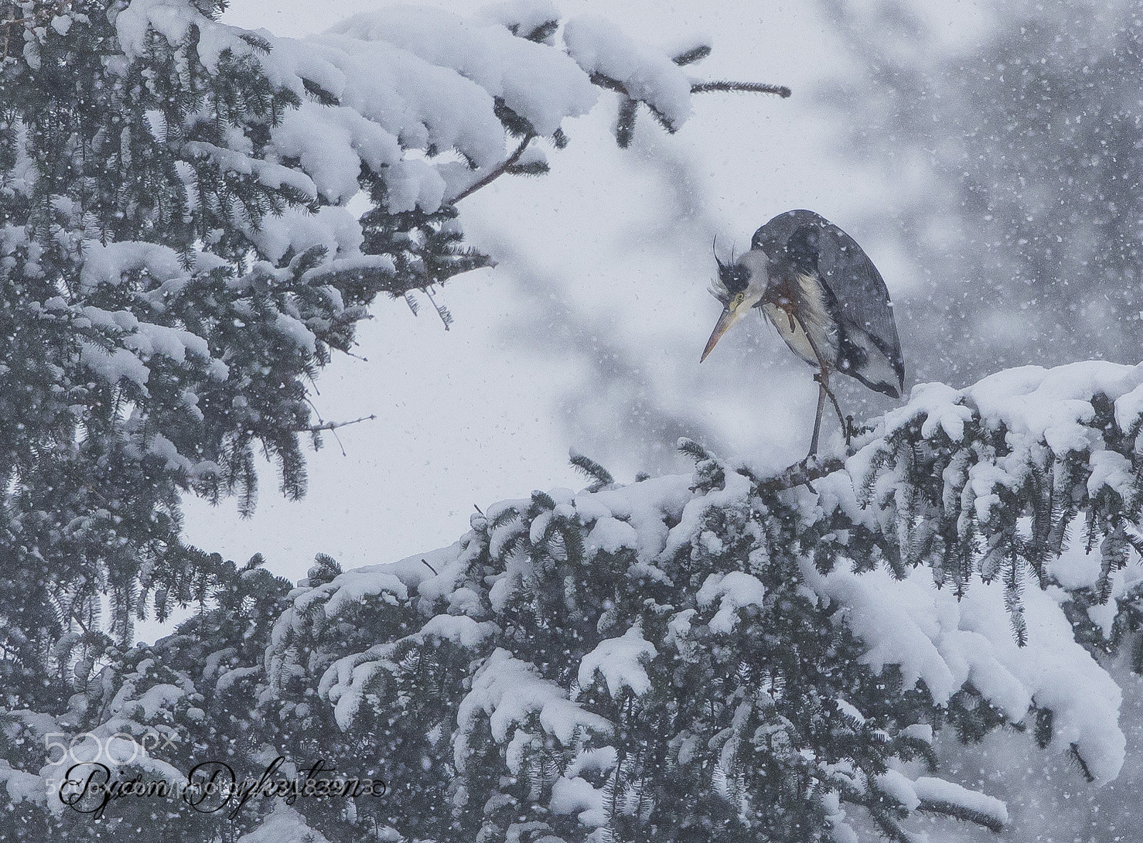 Canon EOS-1D X Mark II sample photo. Grey heron in snowstorm photography