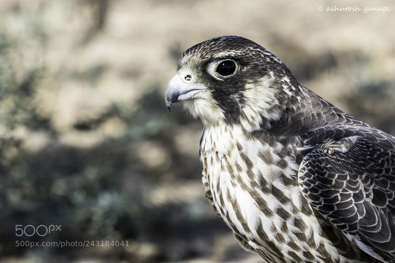 Canon EOS 7D Mark II sample photo. Peregrine falcon photography
