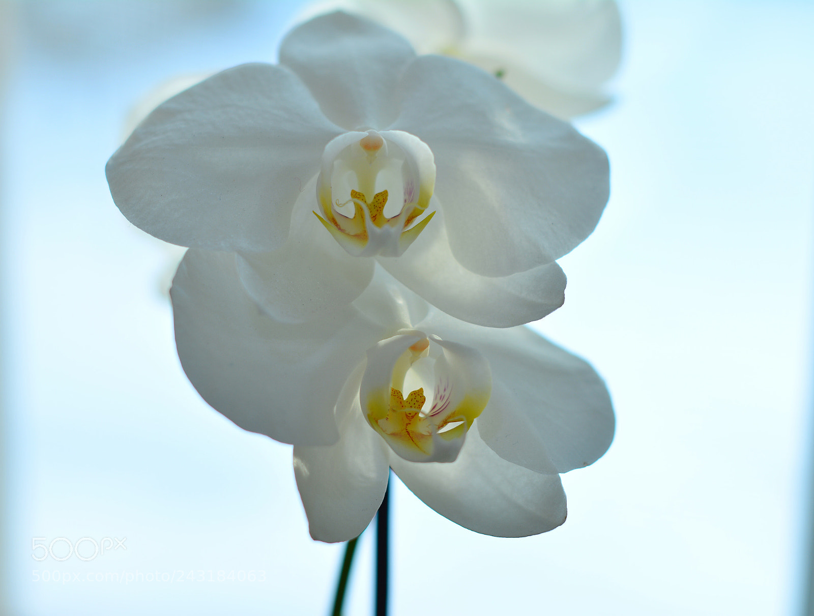 Nikon D7100 sample photo. Flowers photography