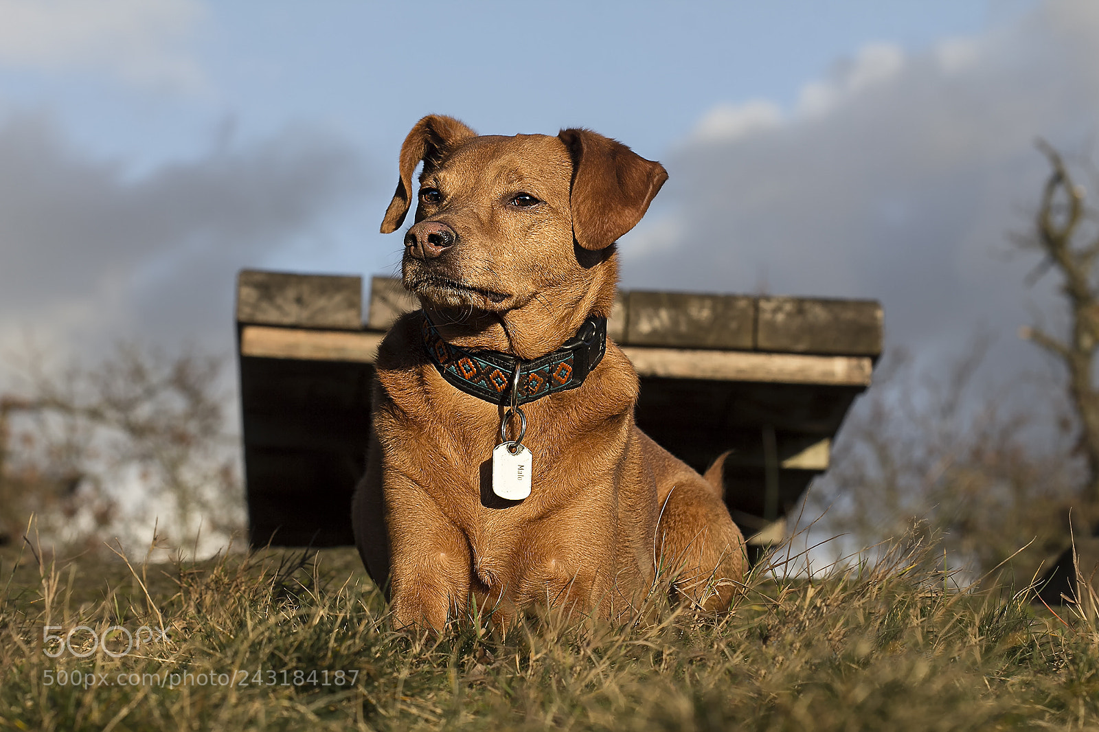 Canon EOS 60D sample photo. Malo photography