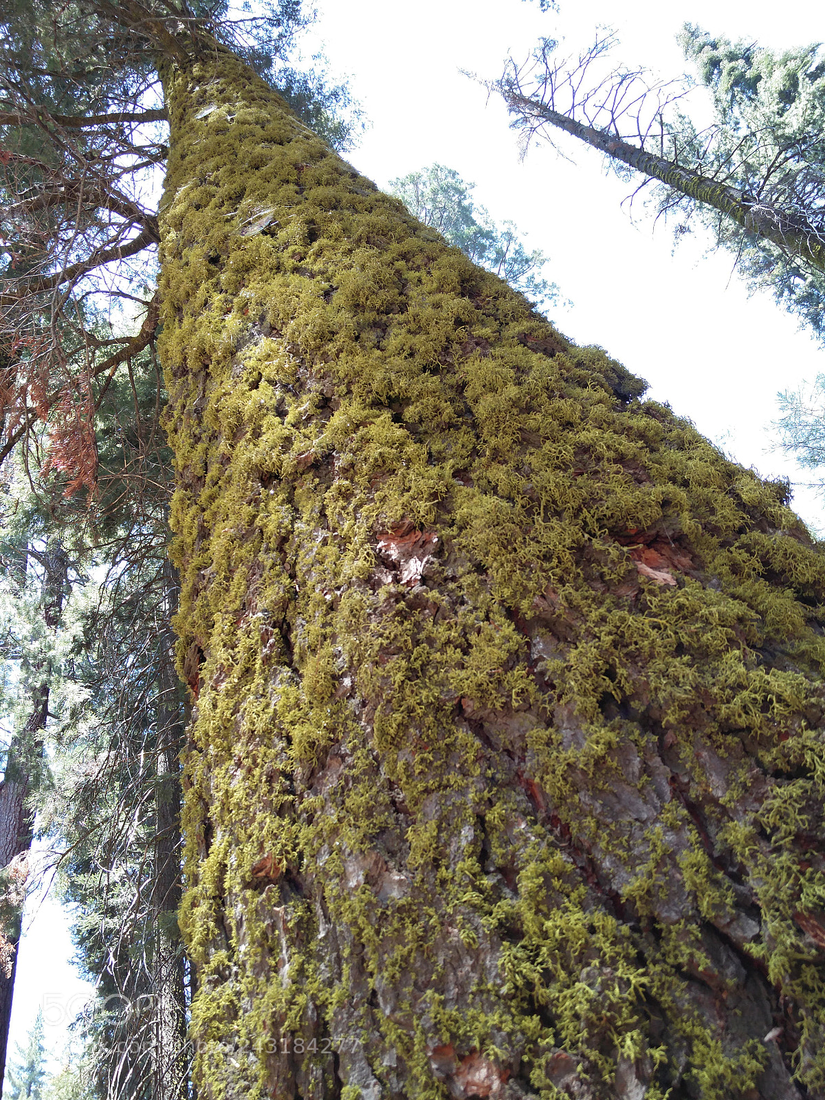 OnePlus 2 sample photo. Sequoia national park photography