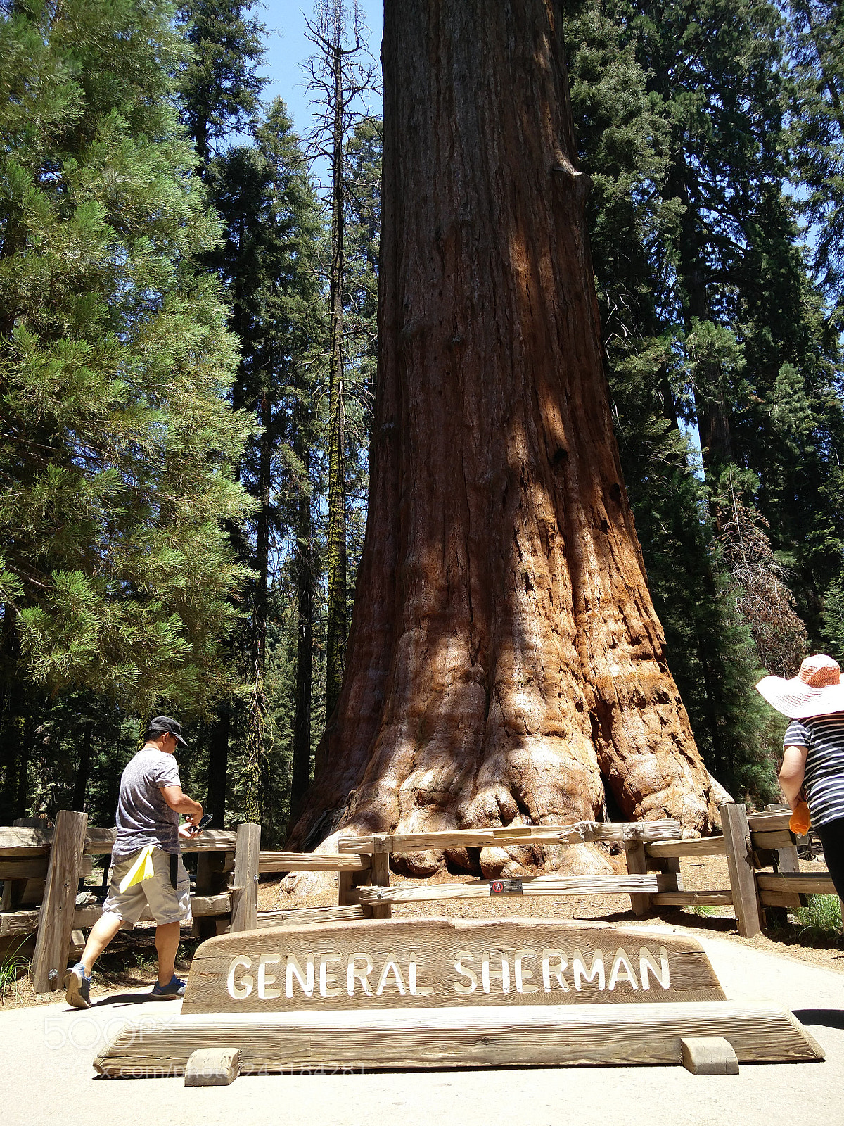 OnePlus 2 sample photo. General sherman tree photography