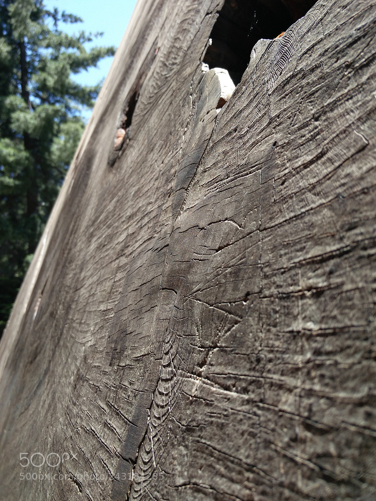 OnePlus 2 sample photo. Old tree stump photography