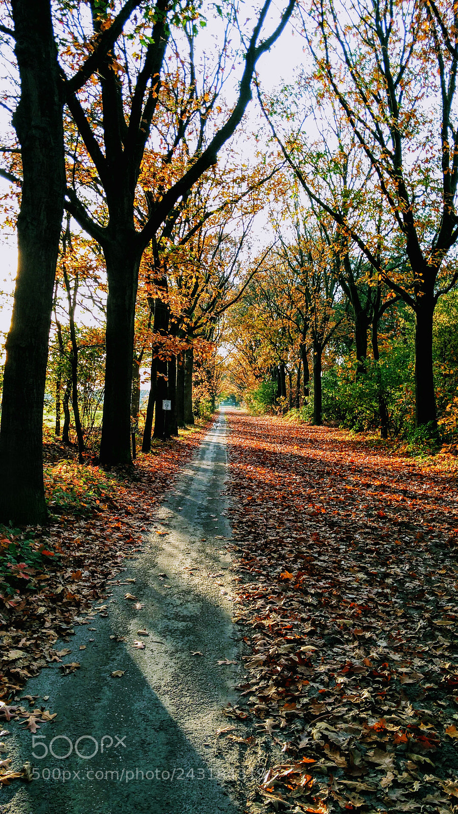 OnePlus 2 sample photo. Autumn forrest path photography