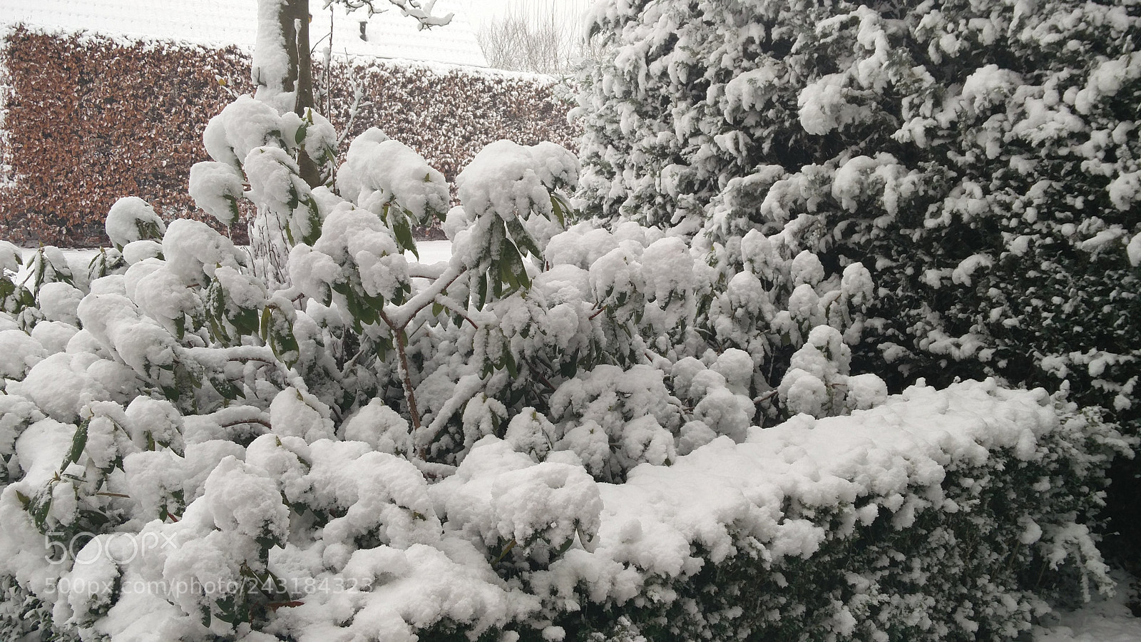 OnePlus 2 sample photo. First snow winter 2017 photography