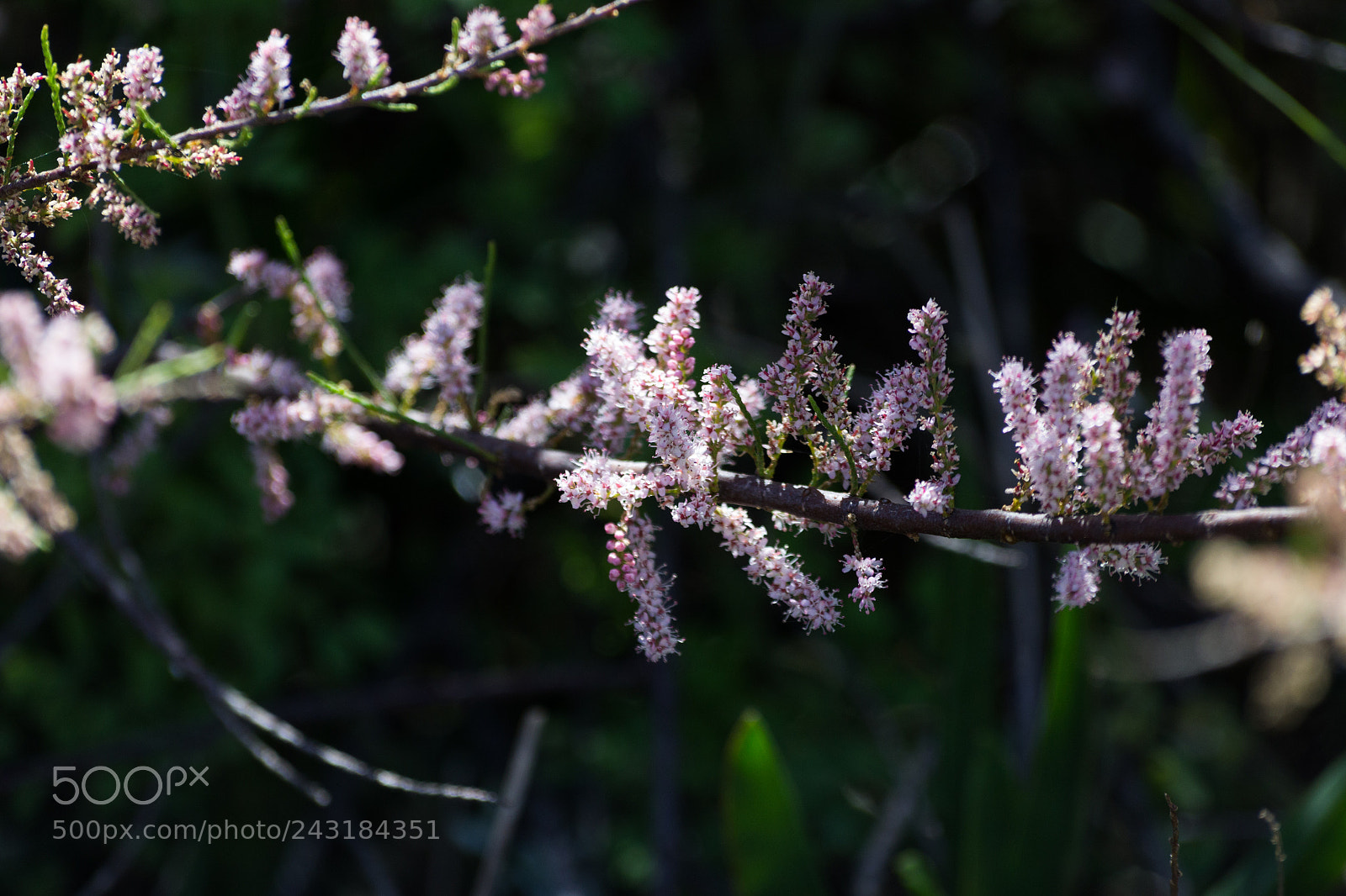 Canon EOS 1200D (EOS Rebel T5 / EOS Kiss X70 / EOS Hi) sample photo. Small pink flowers photography