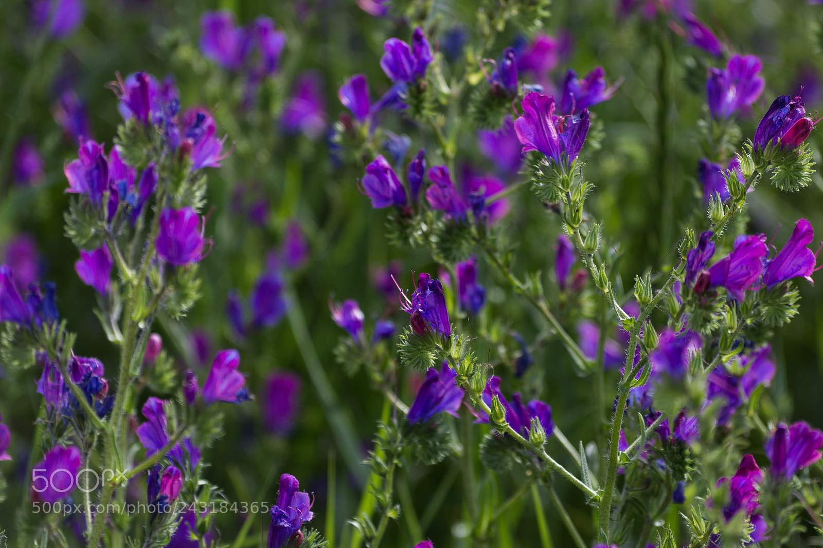 Canon EOS 1200D (EOS Rebel T5 / EOS Kiss X70 / EOS Hi) sample photo. Purple photography