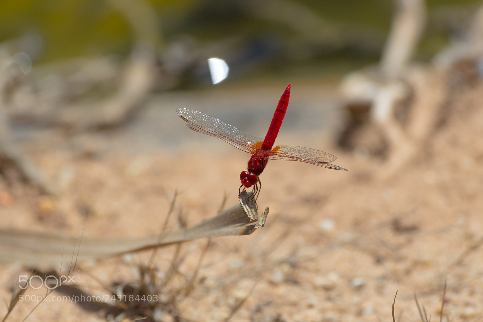 Canon EOS 1200D (EOS Rebel T5 / EOS Kiss X70 / EOS Hi) sample photo. Dragonfly landing photography