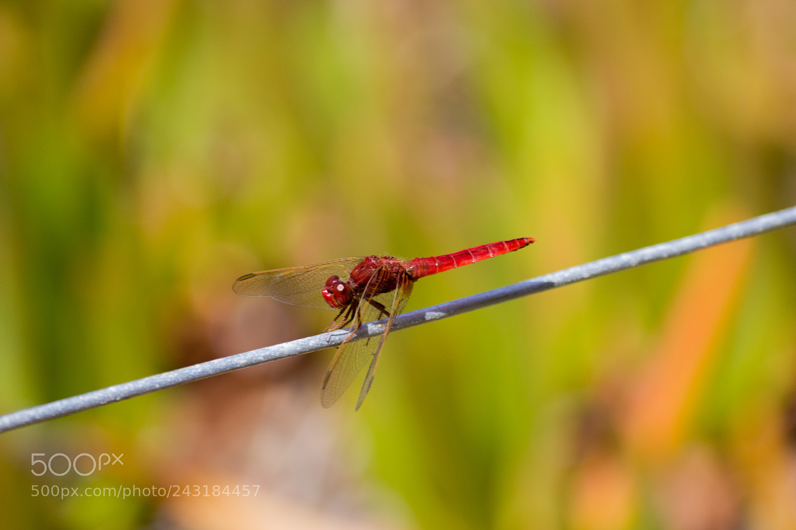 Canon EOS 1200D (EOS Rebel T5 / EOS Kiss X70 / EOS Hi) sample photo. Dragonfly photography