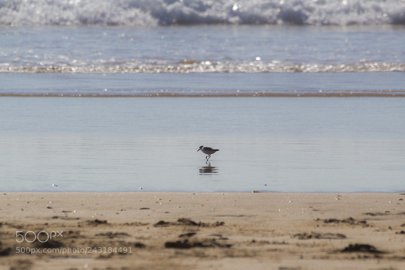 Canon EOS 1200D (EOS Rebel T5 / EOS Kiss X70 / EOS Hi) sample photo. Little seagull photography