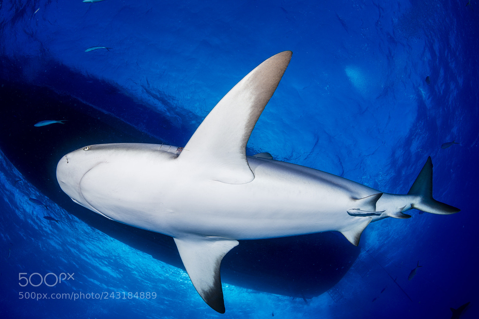 Nikon D800E sample photo. Shark photography