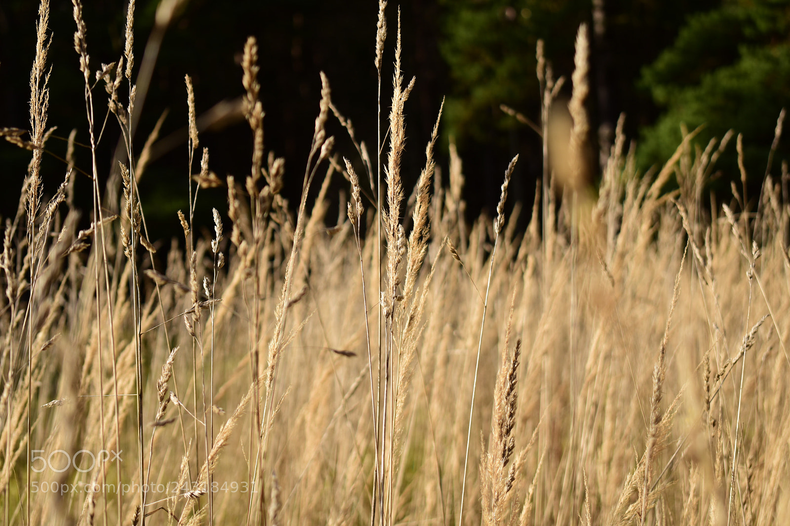 Nikon D5600 sample photo. Dsc photography