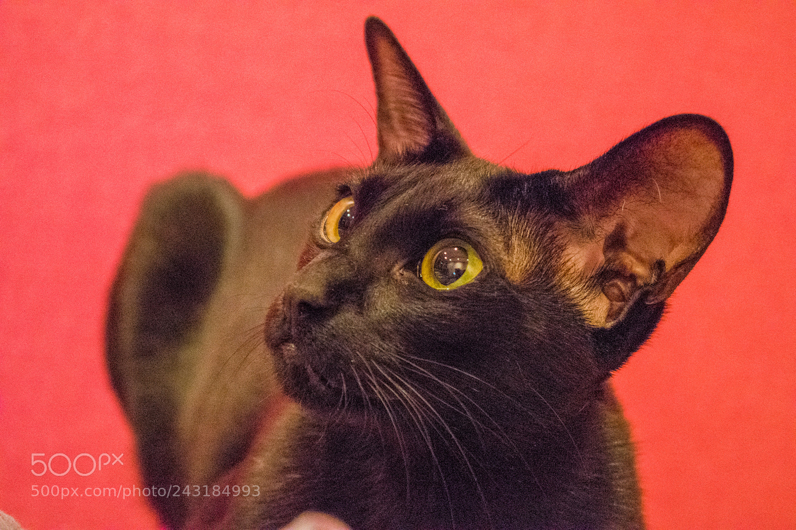 Nikon D5600 sample photo. Dsc photography