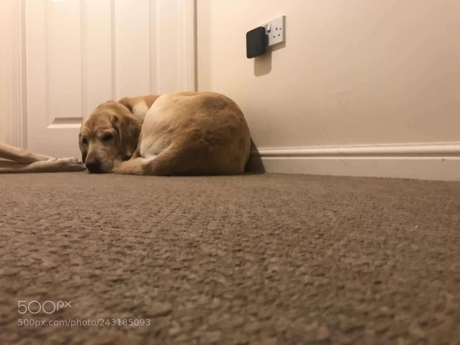 Apple iPhone 7 sample photo. Golden yellow labrador curled photography