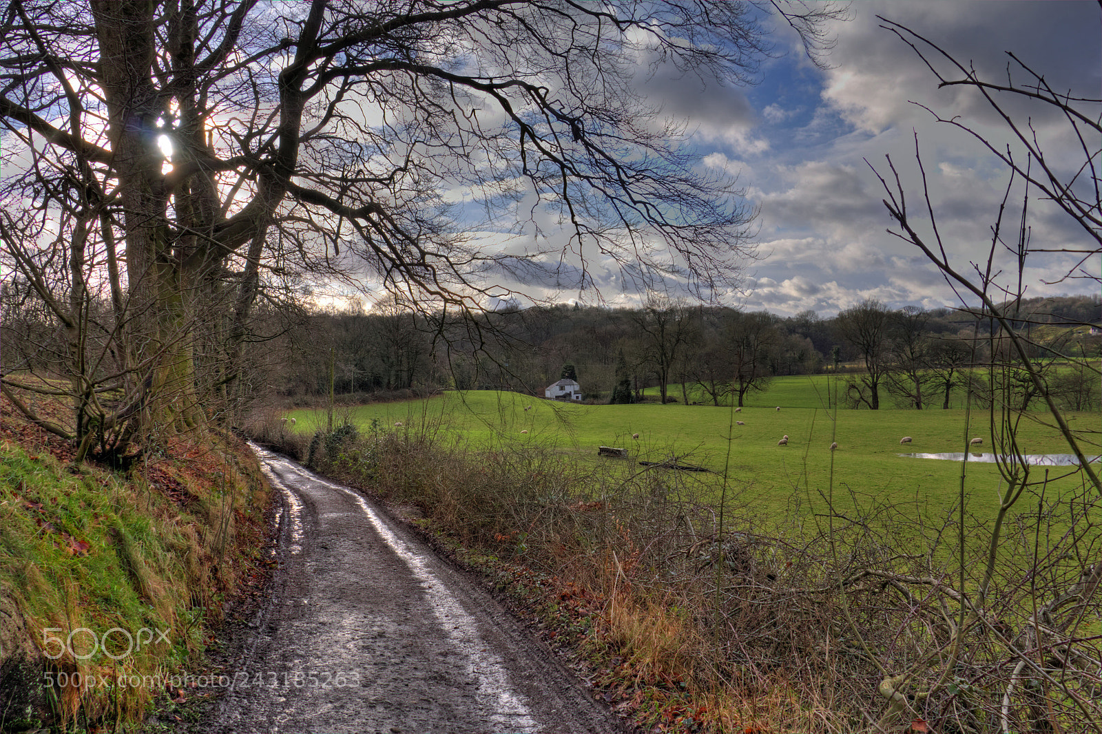 Canon EOS 60D sample photo. Treescapes photography