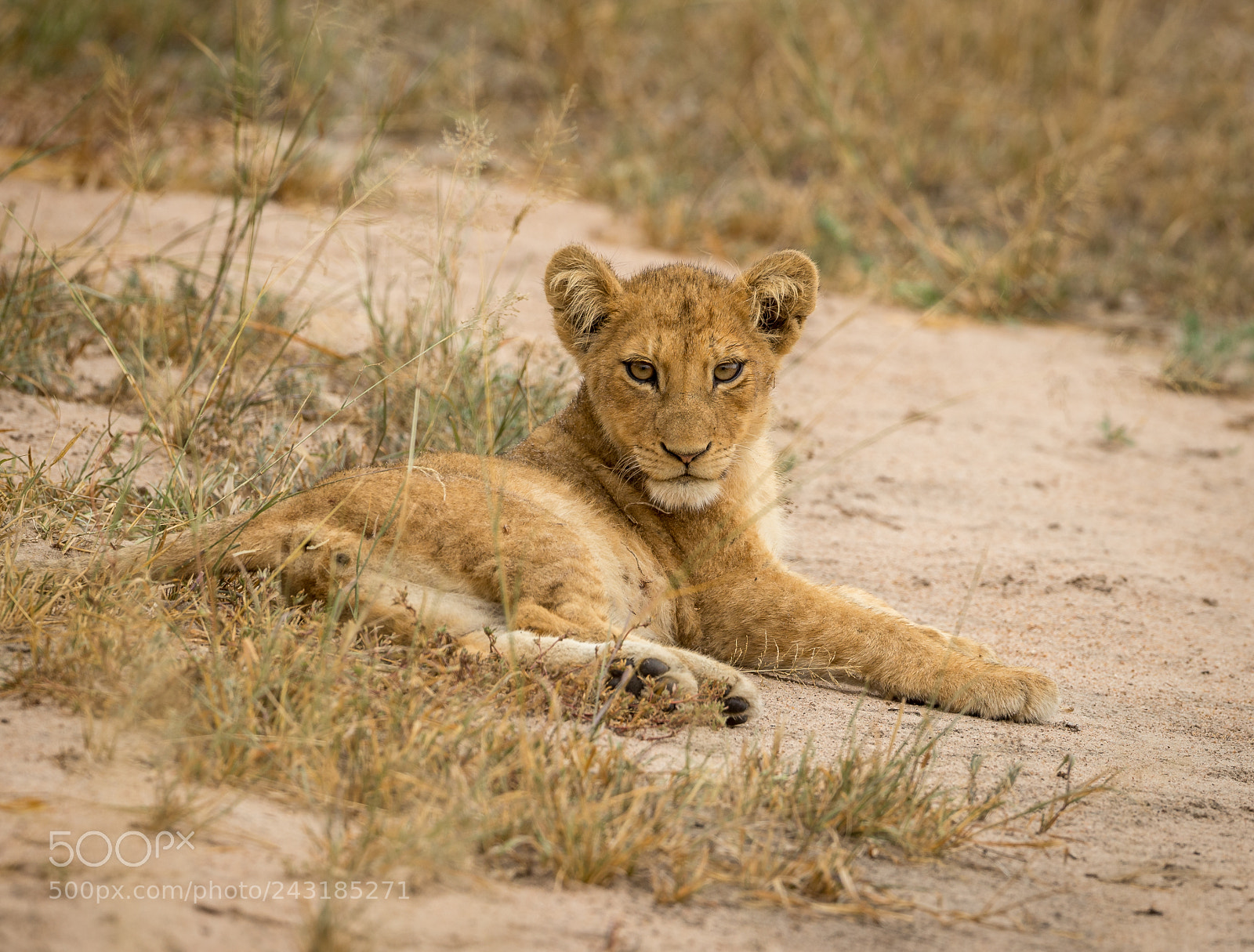 Canon EOS-1D X sample photo. Intense stare photography