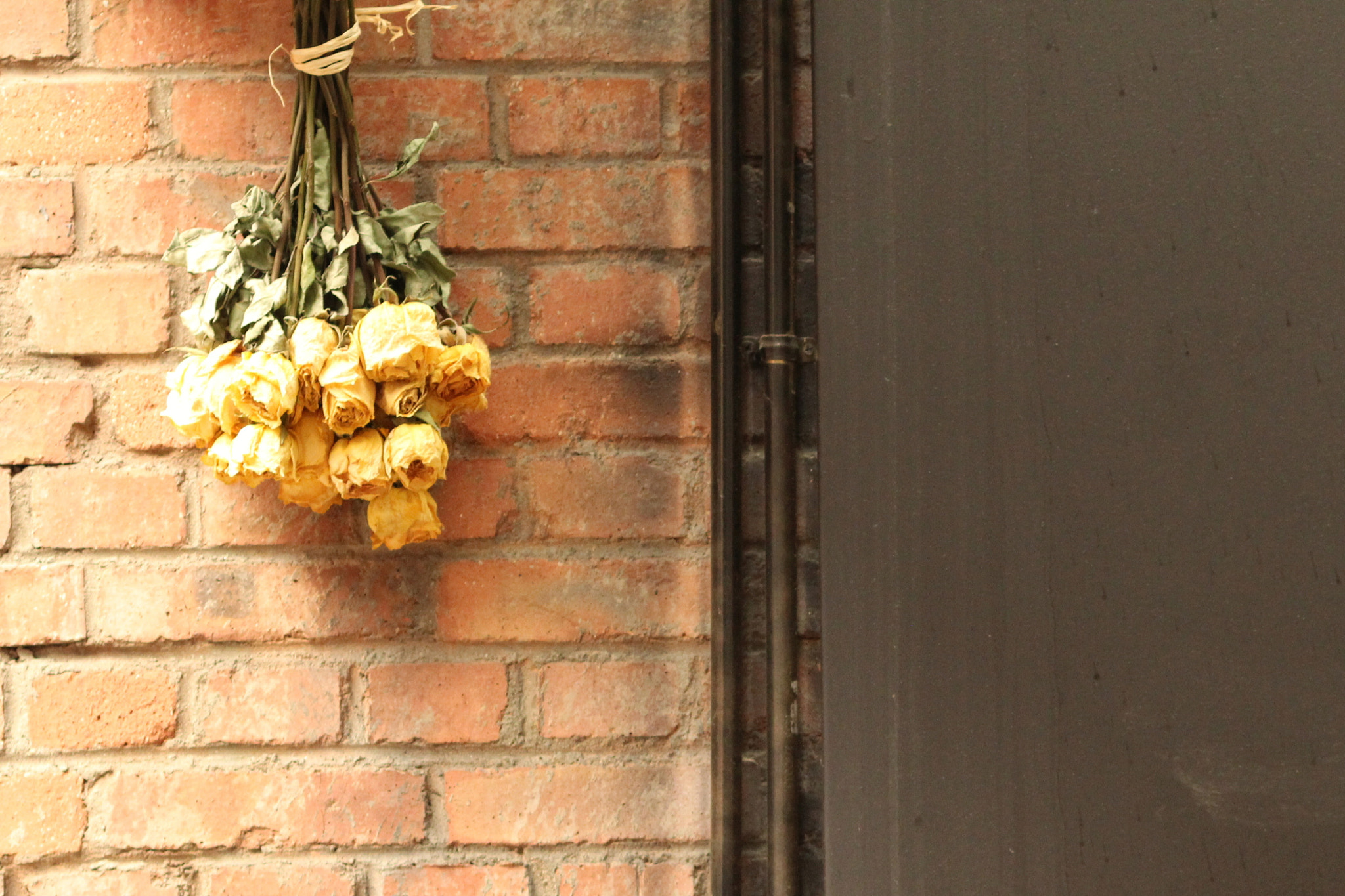 Canon YN85mm f/1.8 DCM sample photo. Roses on brick wall photography