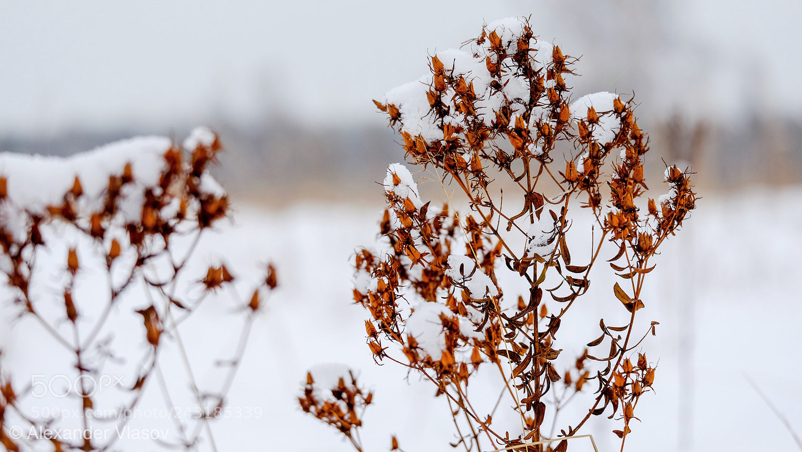 Fujifilm X-T10 sample photo. Let it snow photography