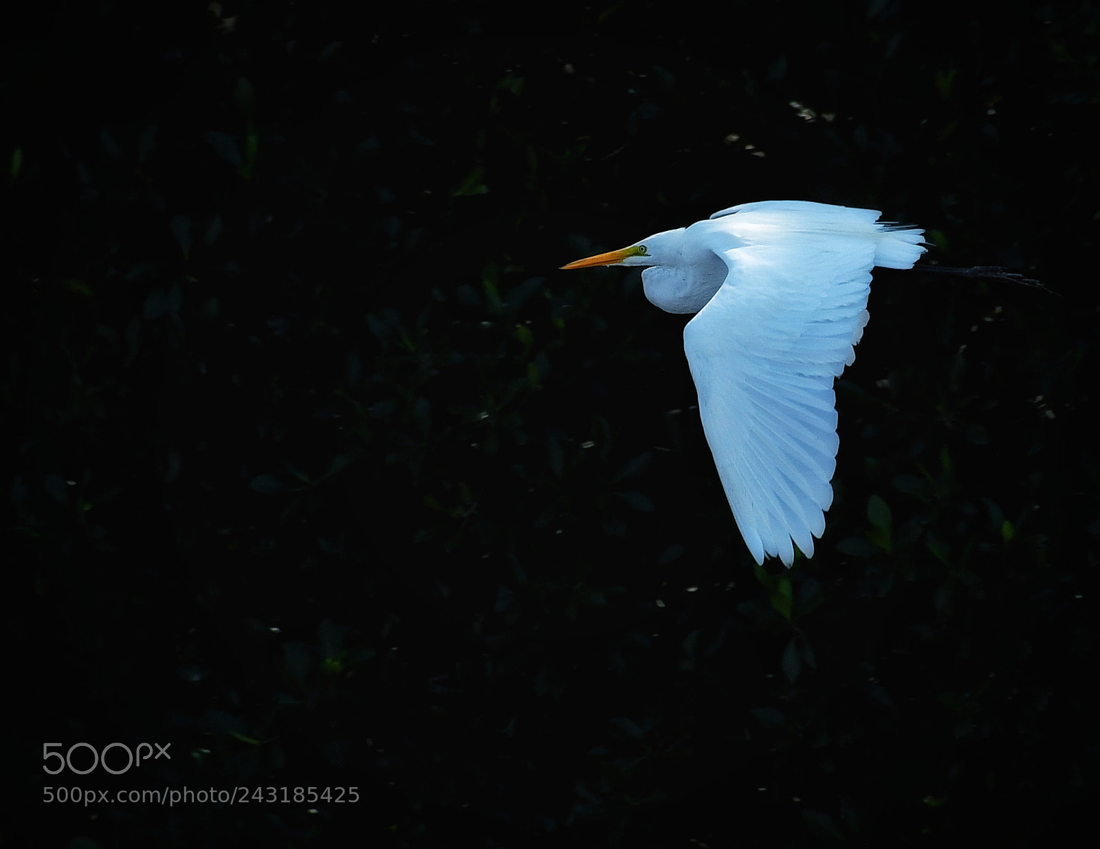Nikon D7500 sample photo. Garza blanca volando entre photography