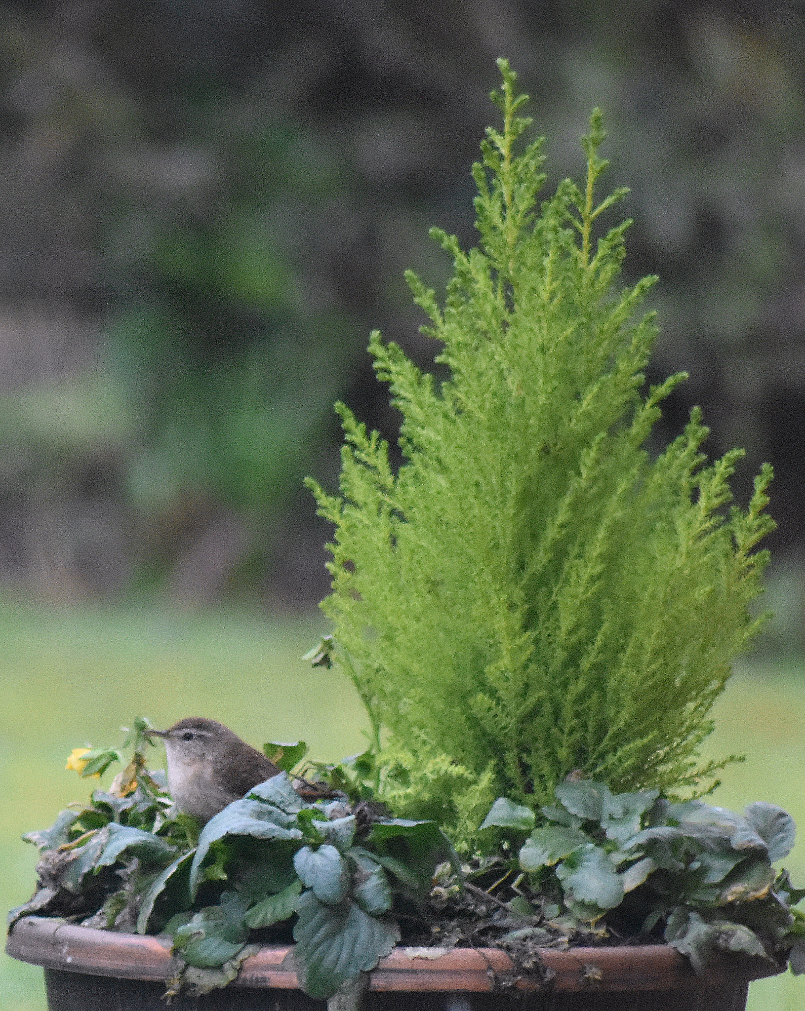 Nikon D3400 + Sigma 70-300mm F4-5.6 APO DG Macro sample photo. Wren photography