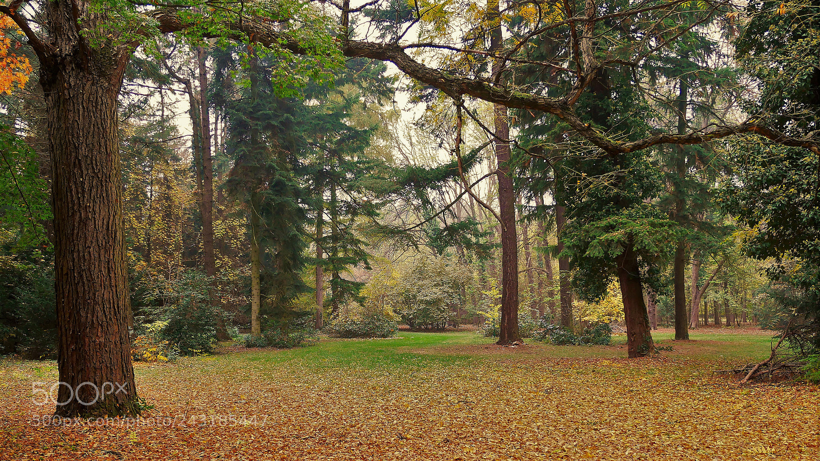 Panasonic Lumix DMC-GX85 (Lumix DMC-GX80 / Lumix DMC-GX7 Mark II) sample photo. Between trees photography
