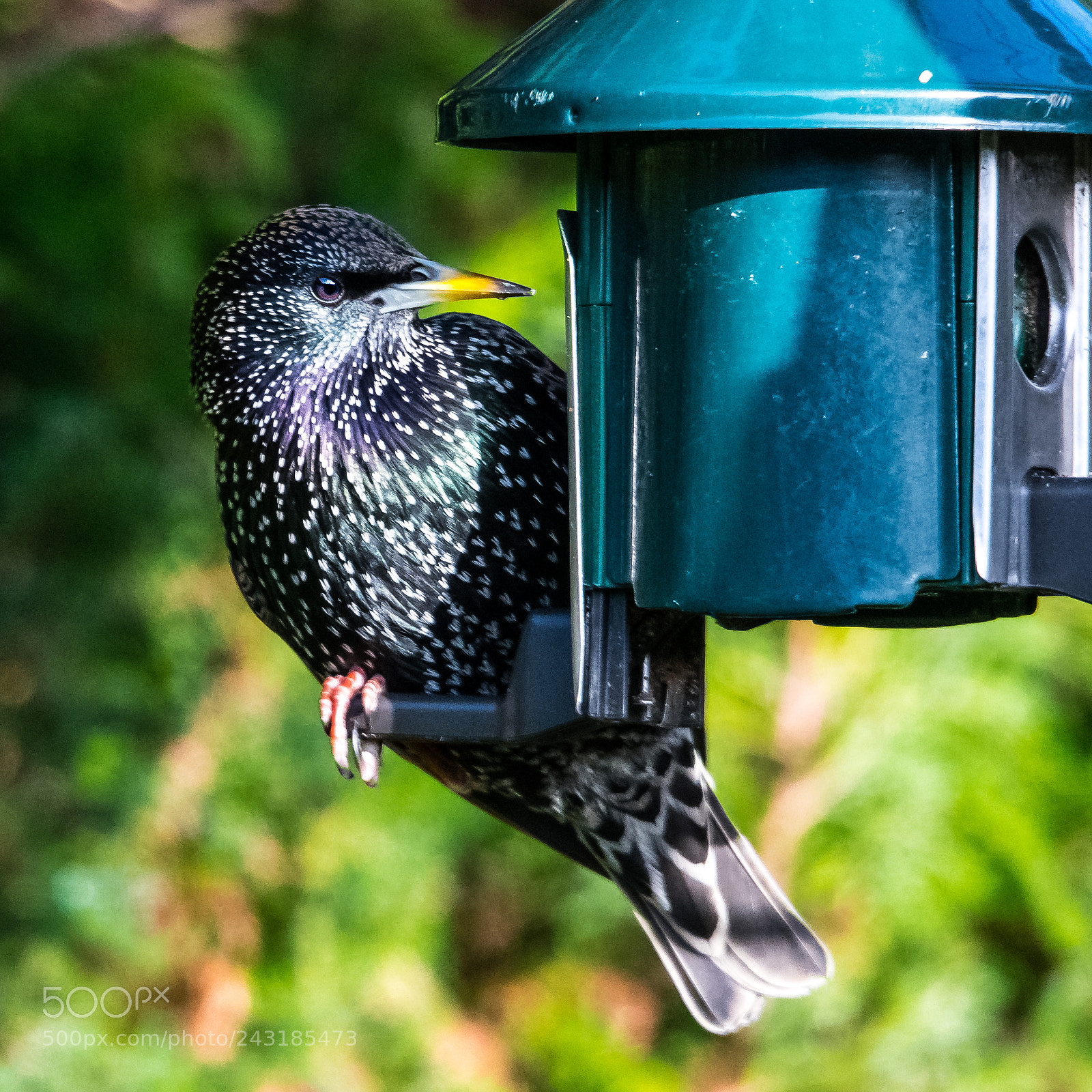Nikon D850 sample photo. Eating machine! photography