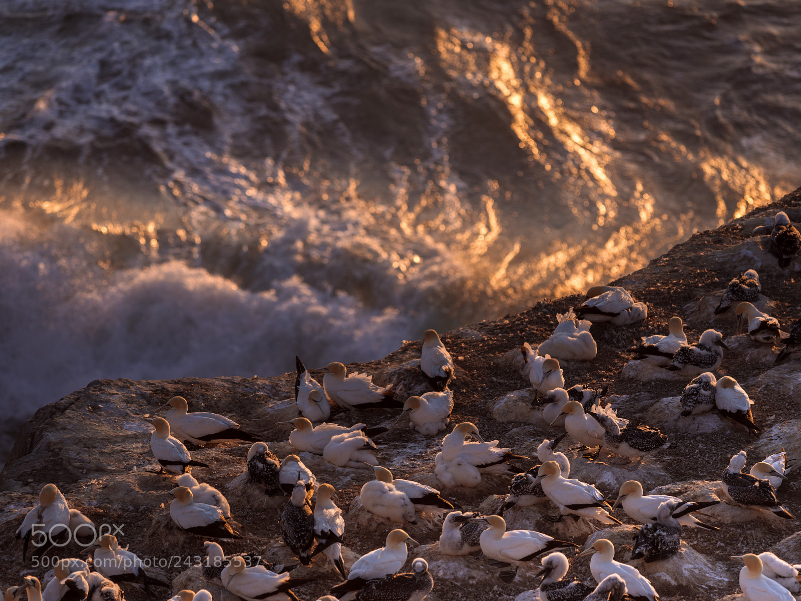 Pentax 645Z sample photo. #135 australian gannets photography