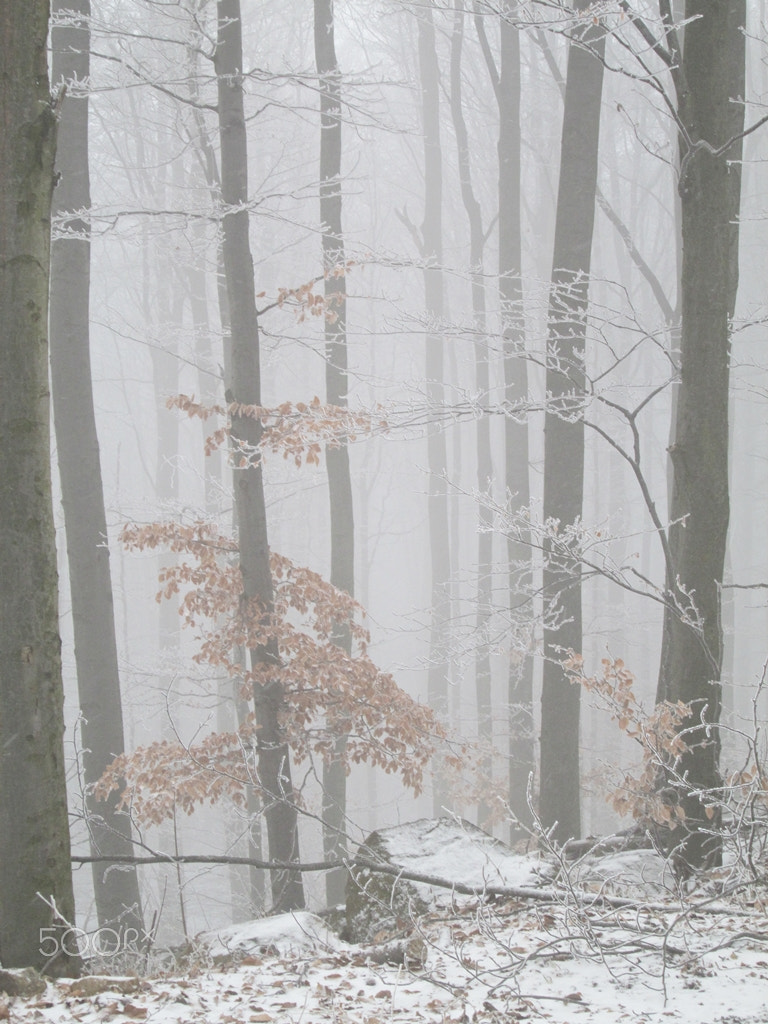 Canon PowerShot A810 sample photo. A liile bit of autumn, a little bit of winter photography